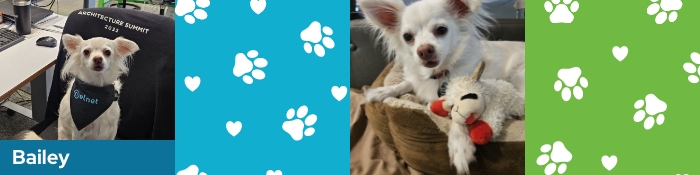 Two photos of a dog named Bailey. One photo of him sitting in an office chair wearing a bandana. The other photo shows him snuggling with a toy.